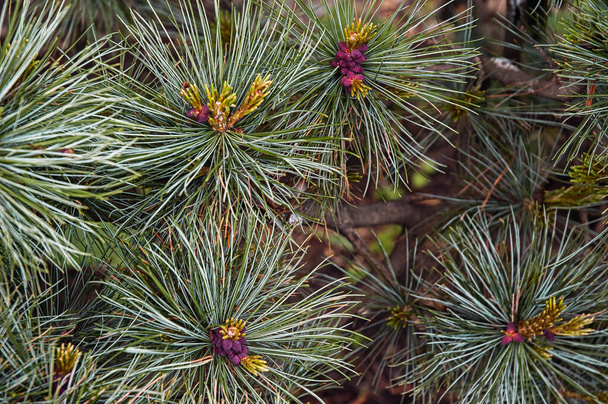 Creeping pine blooming surrounded with blue-green needle-like leaves close up - Photo, Image
