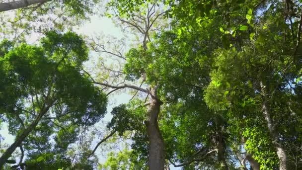 Natura giungla profonda con foglie verdi ondeggiano dal vento con sfondo albero verde e bokeh luce e pavimento in legno
 - Filmati, video
