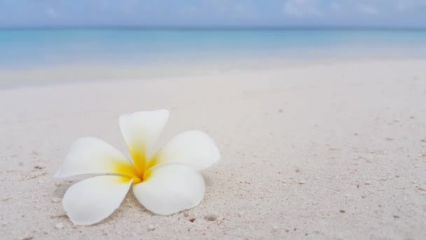 Plumeria flower on the sand. Journey to Bali, Indonesia. - Footage, Video