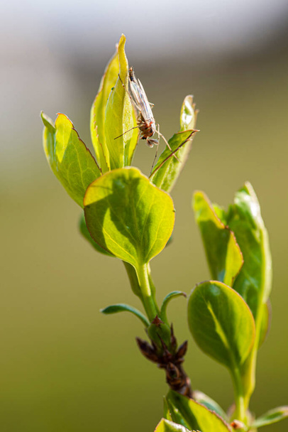 Insect in the small new leaves in spring, Macro shoot - Foto, afbeelding