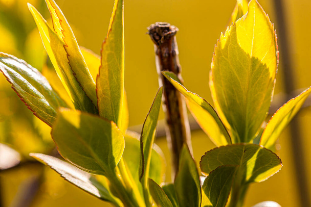 New green leaves in spring, image taken with macro lens - Foto, afbeelding