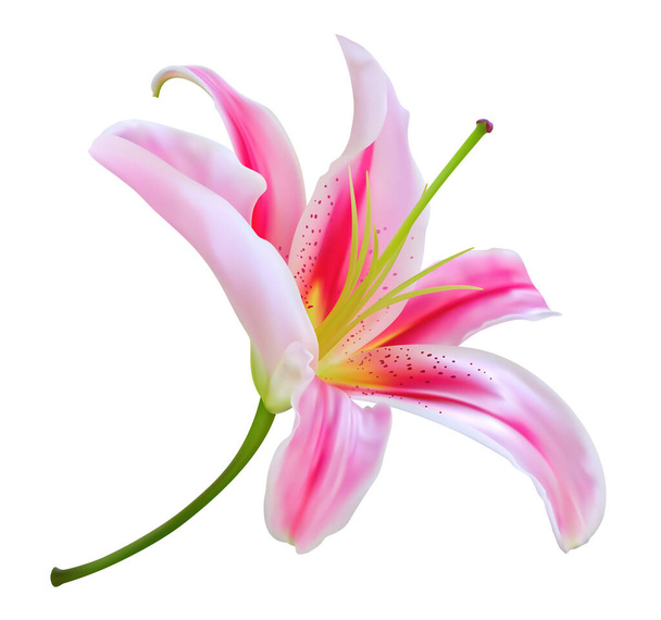 白い背景にピンクのユリの花を孤立させます。熱帯の花のデザイン、結婚式の招待状などに便利なベクターイラスト. - ベクター画像