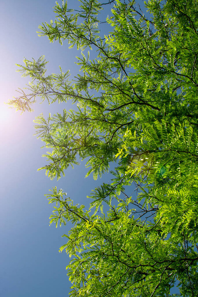 Prachtige natuurlijke achtergrond met jonge groene bladeren van acacia op donkere takken tegen de blauwe lucht verlicht door zonlicht. Laag hoekzicht, achtergrondverlichting - Foto, afbeelding