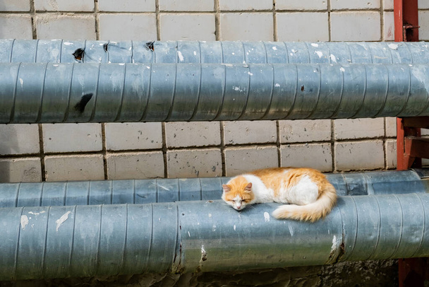 Αστέγων γριά κόκκινη γάτα κάθεται σε σωλήνες νερού. - Φωτογραφία, εικόνα