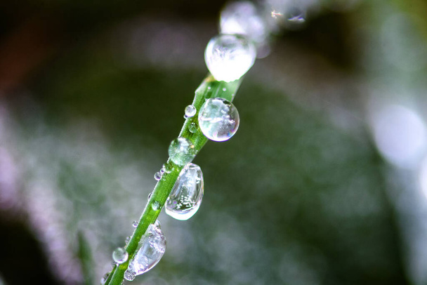 Macro on grass with frost and and drops of water. - Φωτογραφία, εικόνα