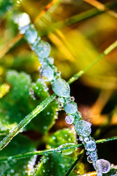 Macro on grass with frost and and drops of water. - Valokuva, kuva