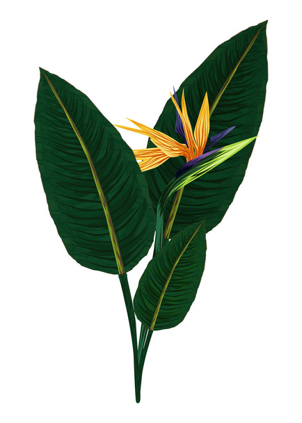 -2The strelitzia Royal. Flower of the bird of Paradise. Perennial herbaceous plant. Vector illustration isolated on a white background for design and web. - Vector, imagen