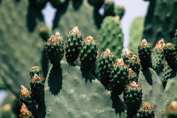 Limassol Cyprus May 26, 2020 View of cactus growing in the streets of Limassol in Cyprus island - 写真・画像