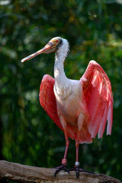The roseate spoonbill (Platalea ajaja) - sometimes placed in its own genus Ajaia - is a gregarious wading bird of the ibis and spoonbill family - Photo, Image