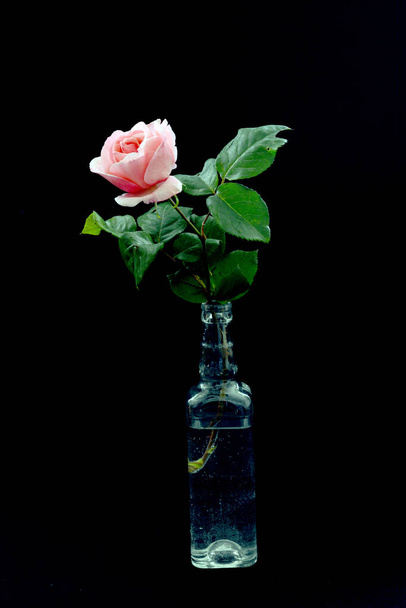 one beautiful rose in a transparent bottle is a very beautiful painting for performing various types of decoration work - Zdjęcie, obraz