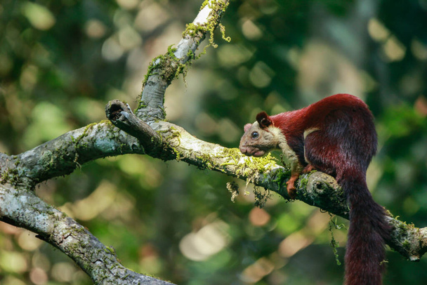 Ein malabarisches Riesenhörnchen sitzt auf einem Ast eines Baumes und blickt in die Kamera mit schönem Bokeh-Hintergrund in Indien - Foto, Bild