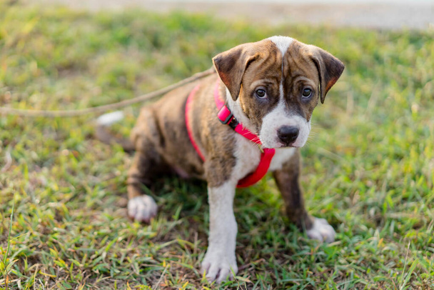 close up adorável cachorrinho pitbull misto cão de raça sentado em uma grama
 - Foto, Imagem