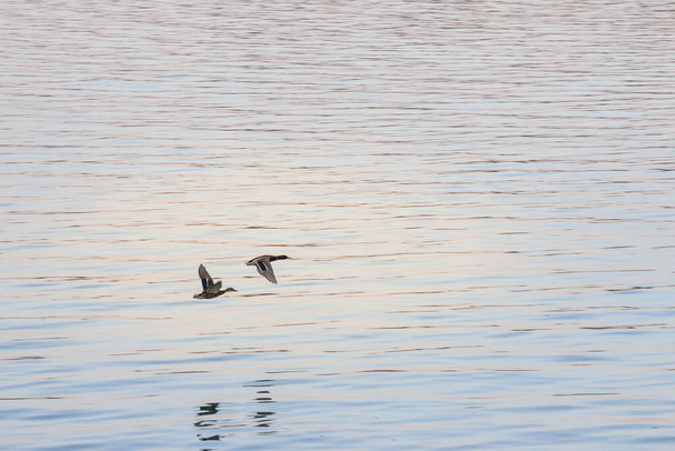 Δύο πάπιες, η mallard, ένα θηλυκό και ένα αρσενικό, που ονομάζονται επίσης πλατύρυθμοι, πετούν μαζί πάνω από το νερό ενός ποταμού το σούρουπο, κατά τη διάρκεια της μεταναστευτικής περιόδου. - Φωτογραφία, εικόνα