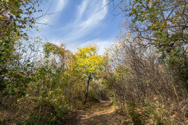 Caminho florestal, cercado por largas árvores de folhas nas cores amarelas do outono, nas Florestas Fruska Gora, um parque em Voivodina, na Sérvia
 - Foto, Imagem