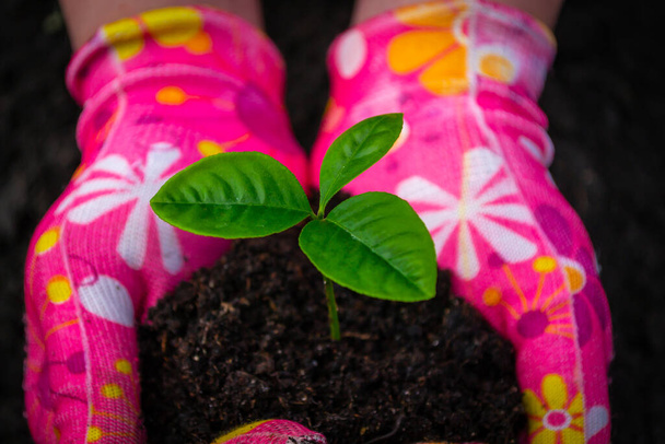 Női kéz rózsaszín kesztyűben tartja pomelo hajtás Fiatal növény pomelo a talaj humusz a háttér fekete talaj - Fotó, kép