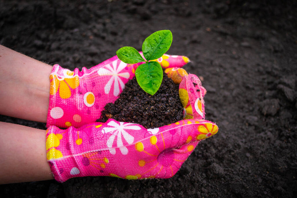 Mãos femininas em luvas rosa segurar pomelo broto Jovem planta pomelo no solo de húmus no fundo do solo preto
 - Foto, Imagem
