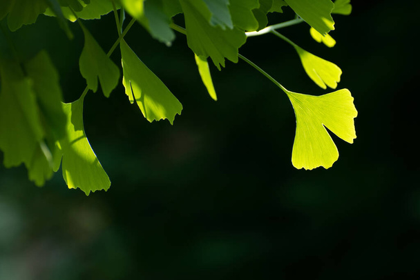 黒を背景に新鮮な銀杏のビロバの木の枝。春・夏時間 - 写真・画像