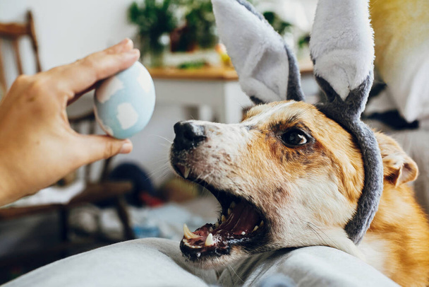 Gri tavşan kulaklı şirin altın köpek sahibi ile oynuyor, şık paskalya yumurtası yemeye çalışıyor. Yaşam tarzı fotoğrafı. Sevimli köpek paskalya yumurtasını kokluyor, dilini gösteriyor. Mutlu Paskalyalar - Fotoğraf, Görsel