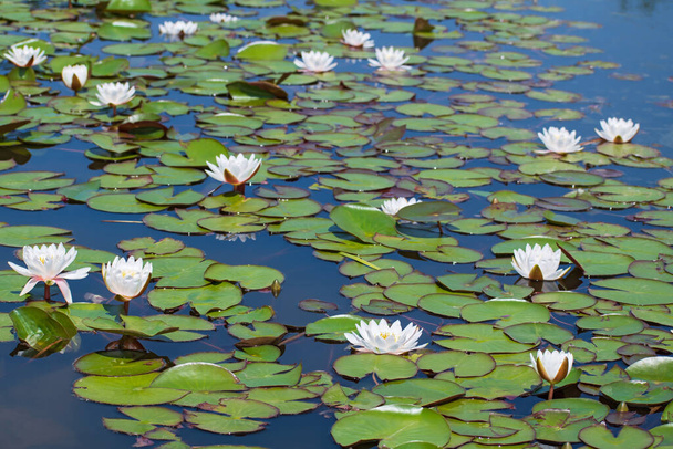 Krásné jezero se spoustou bílých lilií květiny v slunečný letní den - Fotografie, Obrázek