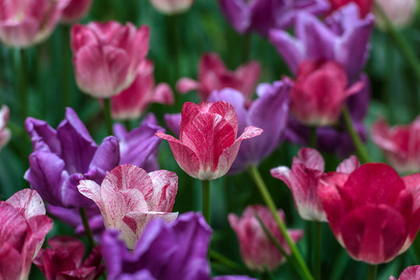 white, pink and purple tulips on the lawn - Photo, image