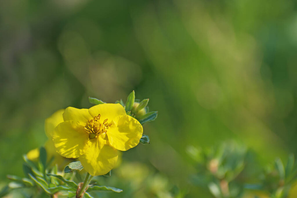 Vue rapprochée de la nature de fleurs sauvages fraîches jaunes solitaires sur fond floral de verdure floue avec espace de copie avec un peu de bokeh
 - Photo, image
