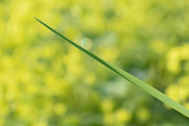 Vue rapprochée de la nature de solitaire juteux vert longue feuille étroite en diagonale avec un bokeh irisé rond sur fond floral jaune vif flou avec un peu de bokeh pour fond naturel
. - Photo, image