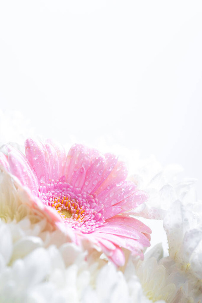 Still life of flowers on white background - Photo, Image