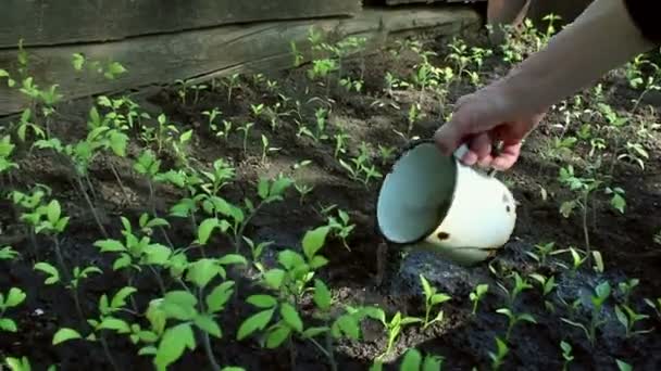 Farmer podlewa sadzonki w ogrodzie. Ręce farmera podlewającego sadzonki pomidorów w ogrodzie.Koncepcja zielonej planety, ekologia. - Materiał filmowy, wideo