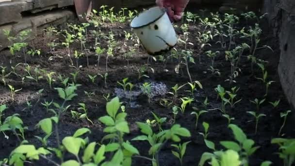 Farmer watering the seedlings in the garden. Hands of a farmer watering tomato seedlings in the garden.Concept of a green planet, ecology. - Video, Çekim