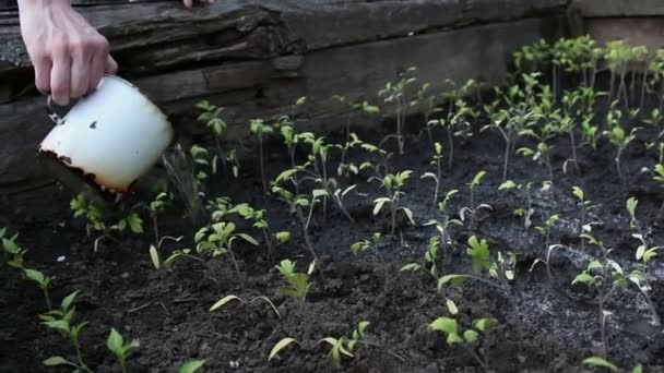 Farmer podlewa sadzonki w ogrodzie. Ręce farmera podlewającego sadzonki pomidorów w ogrodzie.Koncepcja zielonej planety, ekologia. - Materiał filmowy, wideo