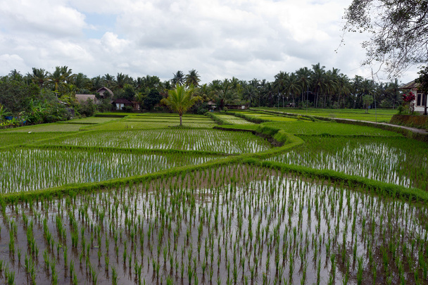 Reisfelder, Ubud, Bali, Indonesien - Foto, Bild