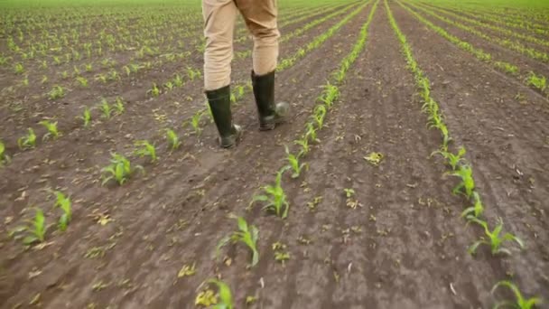 Fermier marchant à travers les rangs de plants de maïs dans les champs cultivés
 - Séquence, vidéo