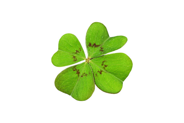 ein isolierter grüner Glücksklee - Foto, Bild
