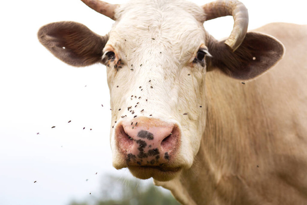 Les vaches rurales pâturent sur un pré vert. La vie rurale. Des animaux. pays agricole. - Photo, image