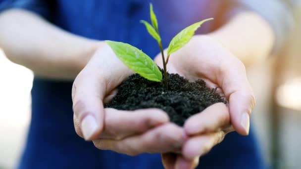 nowa koncepcja ochrony życia i środowiska - kobieta trzymająca młode rośliny z glebą w rękach - Materiał filmowy, wideo