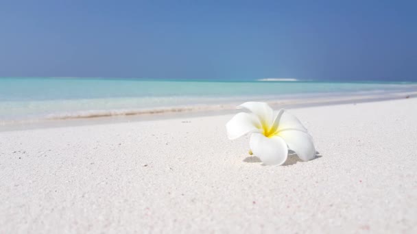 Partvonal pluméria virággal. Egzotikus nyaralás Maldív-szigetek, Dél-Ázsia.  - Felvétel, videó