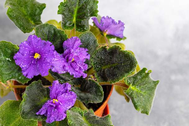 Senpolia kukkii kattilassa. Se tunnetaan yleisesti nimellä Afrikkalainen violetti. Kotikasvi harmaalla pohjalla. Kopioi tila
 - Valokuva, kuva