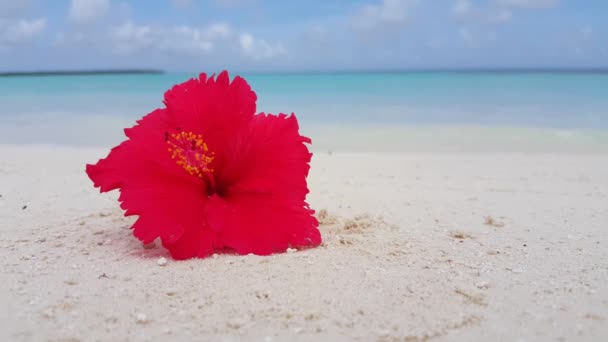 Красный цветок гибискуса на пустом пляже. Солнечная природа Барбадоса.  - Кадры, видео