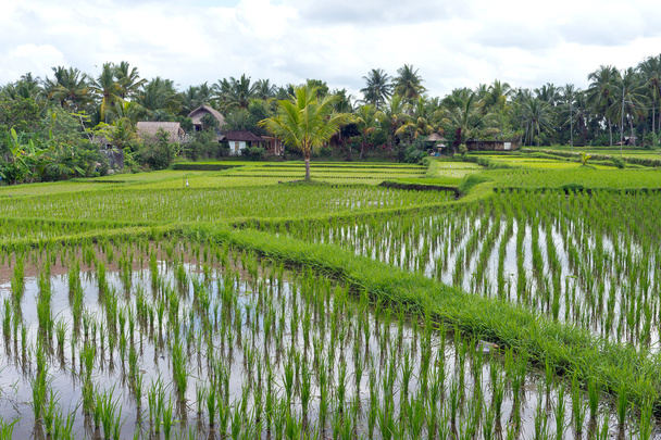πεδίο καλλιέργεια ρυζιού, Ουμπούντ, Μπαλί, Ινδονησία - Φωτογραφία, εικόνα