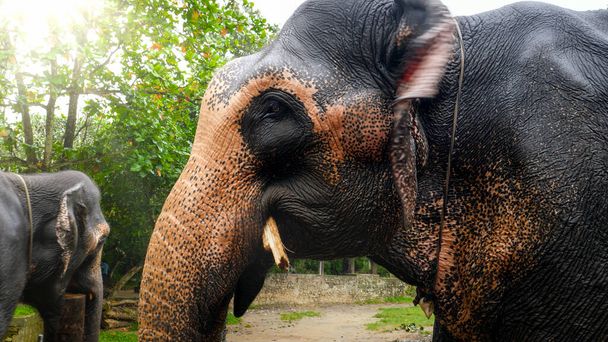 Close-up beeld van de Indiase olifant die zoete palmtak eet in het nationale park op Sri Lanka - Foto, afbeelding