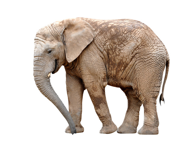 αφρικανικός ελέφαντας - Φωτογραφία, εικόνα
