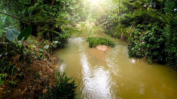 Krajina klidné řeky protékající tropickým pralesem na Srí Lance - Fotografie, Obrázek