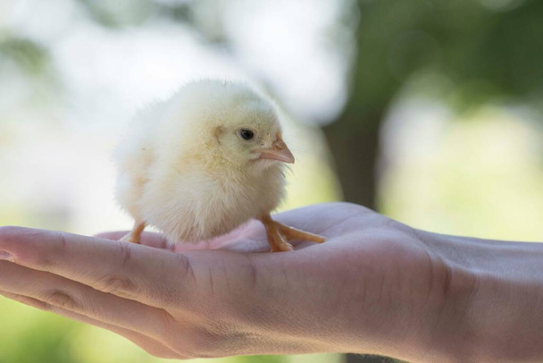 Holding a young fluffy and yellow chick in the hand - Photo, Image