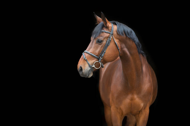 Pferdeporträt im Zaumzeug auf schwarzem Hintergrund - Foto, Bild