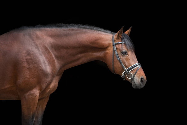Retrato de caballo en brida sobre fondo negro - Foto, Imagen