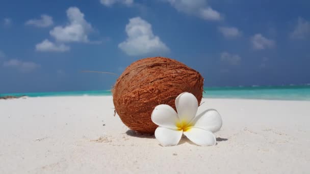 Kokosnuss mit Pflaumenblüten am Strand. Sommerparadies in der Dominikanischen Republik, Karibik. - Filmmaterial, Video