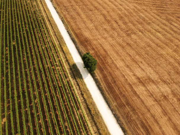 Yazın olgunlaşmış buğday tarlalarıyla İtalyan manzarası ve arka planda tepeler ve dallar. İtalya 'da Toskana manzarası - Fotoğraf, Görsel