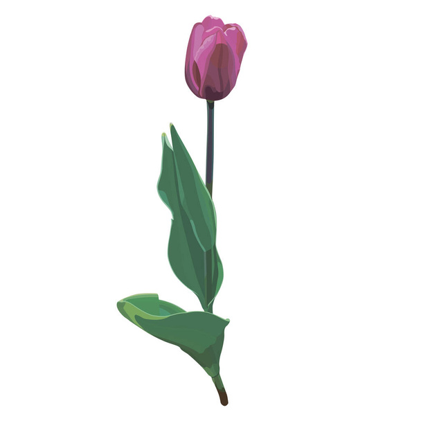 Realisztikus és gyönyörű vektor tulipán virág akvarell stílusban. Esküvői meghívók és üdvözlőlapok díszítése. - Vektor, kép