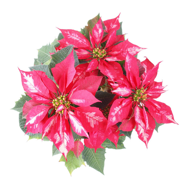 Mikulásvirág, karácsonyi csillag - Fotó, kép