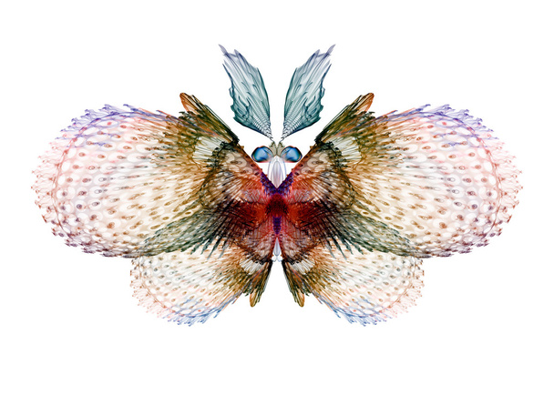 Fractal Butterfly - Photo, Image